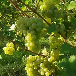Domaine Wagenbourg Bickel Proche De Colmar Apartment Soultzmatt