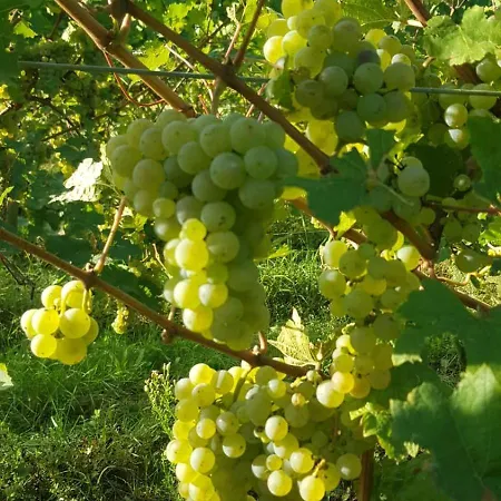 Domaine Wagenbourg Bickel Proche De Colmar 아파트 술츠마