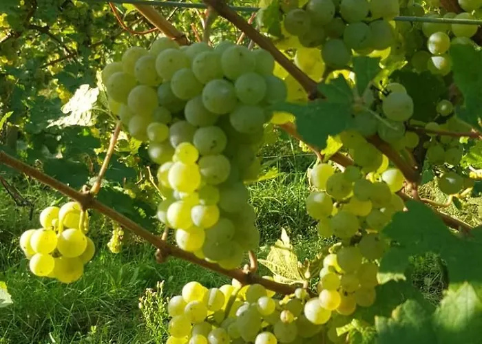 Domaine Wagenbourg A Appartement Soultzmatt